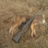 Eastern Coyote Taken at 328 Yards wih Accuflite Arms RT 100 6.5x284;